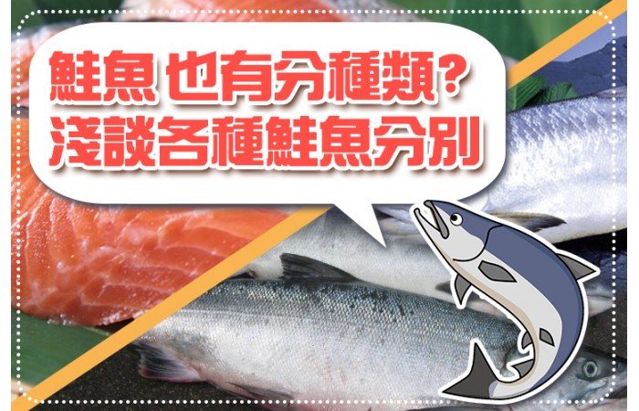 【海口味課堂】鮭魚 也有分種類? 淺談各種鮭魚分別